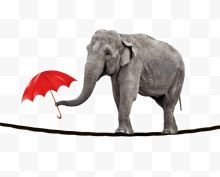 顶着伞走在绳索上的大象...