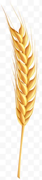一棵金色小麦