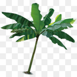一株绿色植物