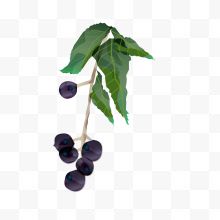 挂在枝头的蓝莓