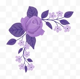 紫色玫瑰花藤