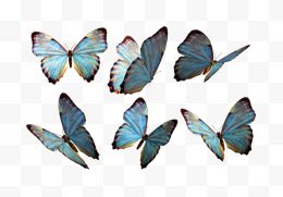 六只天蓝色蝴蝶