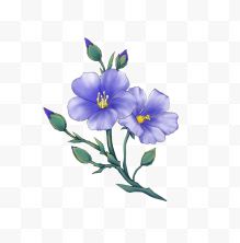 紫色亚麻籽花