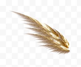 羽毛与翅膀11