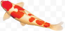 鲤鱼红色白色游动