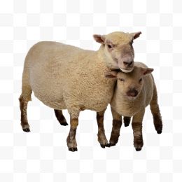 山羊绵羊各种羊10