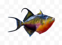 色彩斑斓的鱼