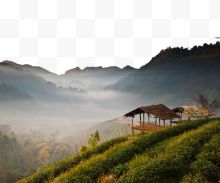 泰国清迈山脚下的茶园...
