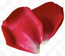 两片红玫瑰花瓣