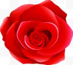 红色玫瑰花温馨背景