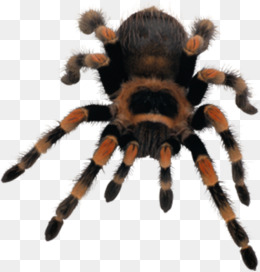 毛茸茸的毒蜘蛛