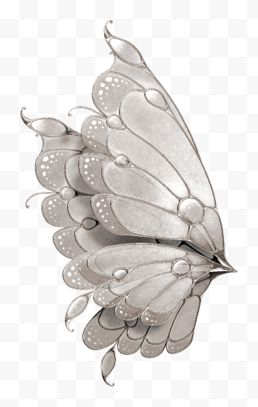 银白色蝴蝶