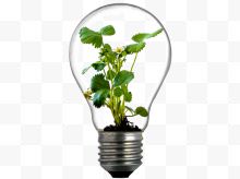 创意灯泡里生长植物...