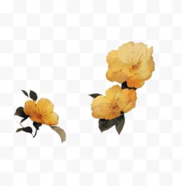 三朵黄色花