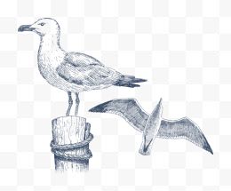 手绘线稿海鸥