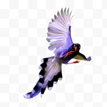 紫色凤尾鸟2