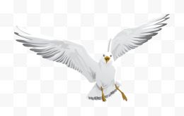 飞翔的灰白色海鸥矢量图