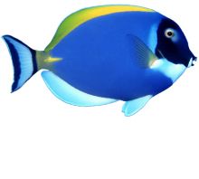 动物蓝鱼