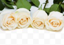 四朵唯美白色玫瑰花
