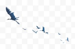 一群飞翔的丹顶鹤蓝色剪影