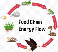 矢量动物食物链下载