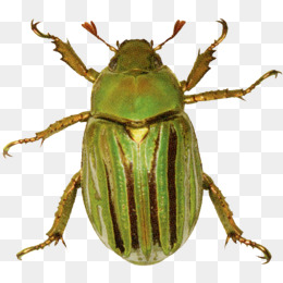 绿色花纹甲虫