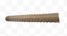 锯鲨鱼鼻化石实物