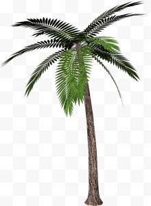 一棵绿色椰子树