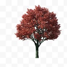 红色树叶大树