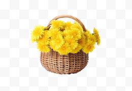 一篮黄色菊花