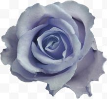 淡紫色玫瑰花